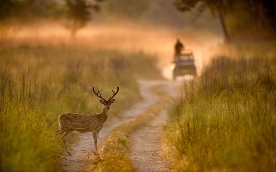 Spotted deer on a forest track with a safari jeep in the background at Jim Corbett